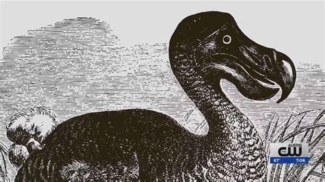 Bored people killed off the Dodo Bird; now a Texas company is hoping to bring it back